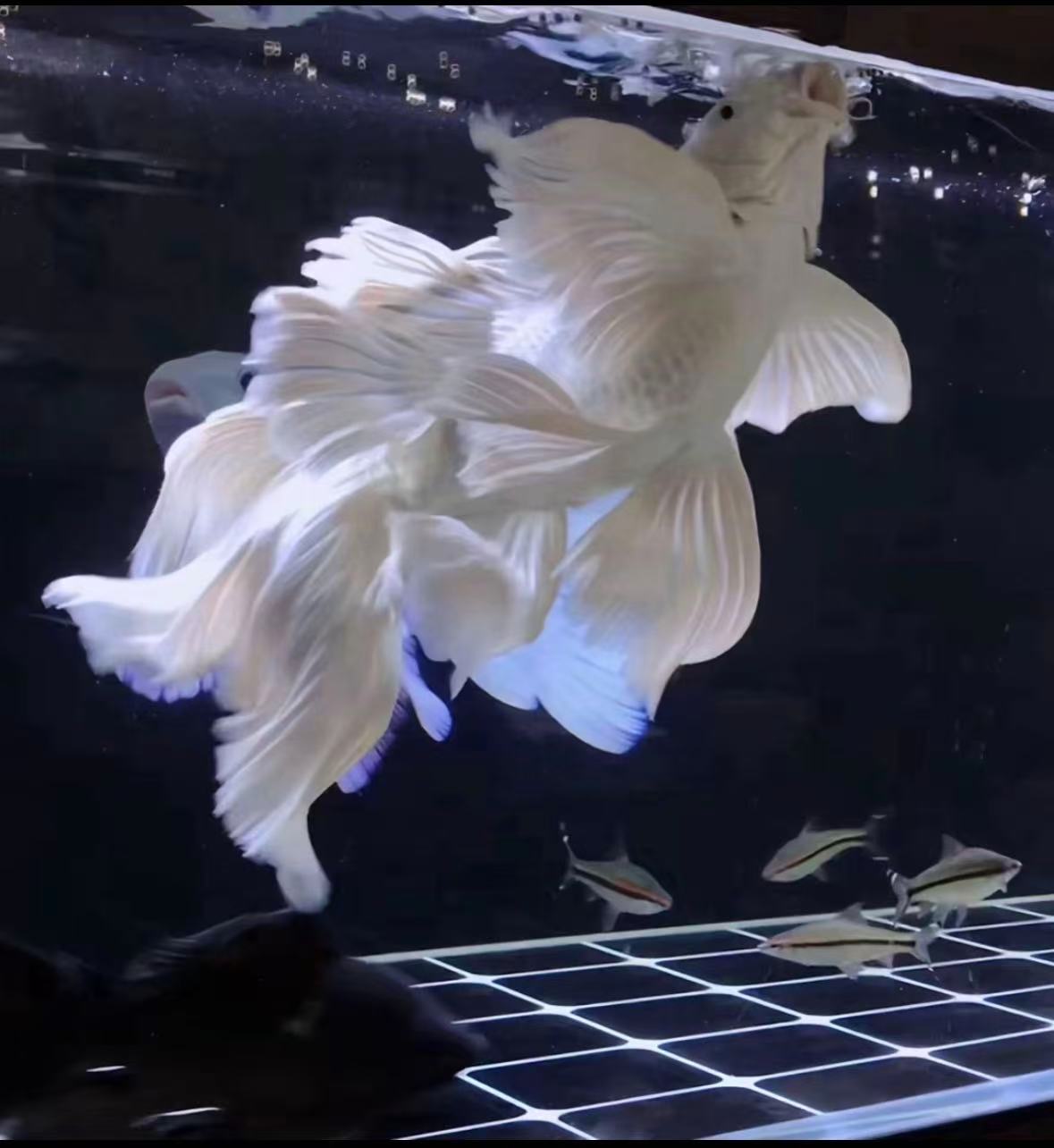 普身短身白蝴蝶鲤观赏鱼大鳍长尾冷水鱼好养耐活