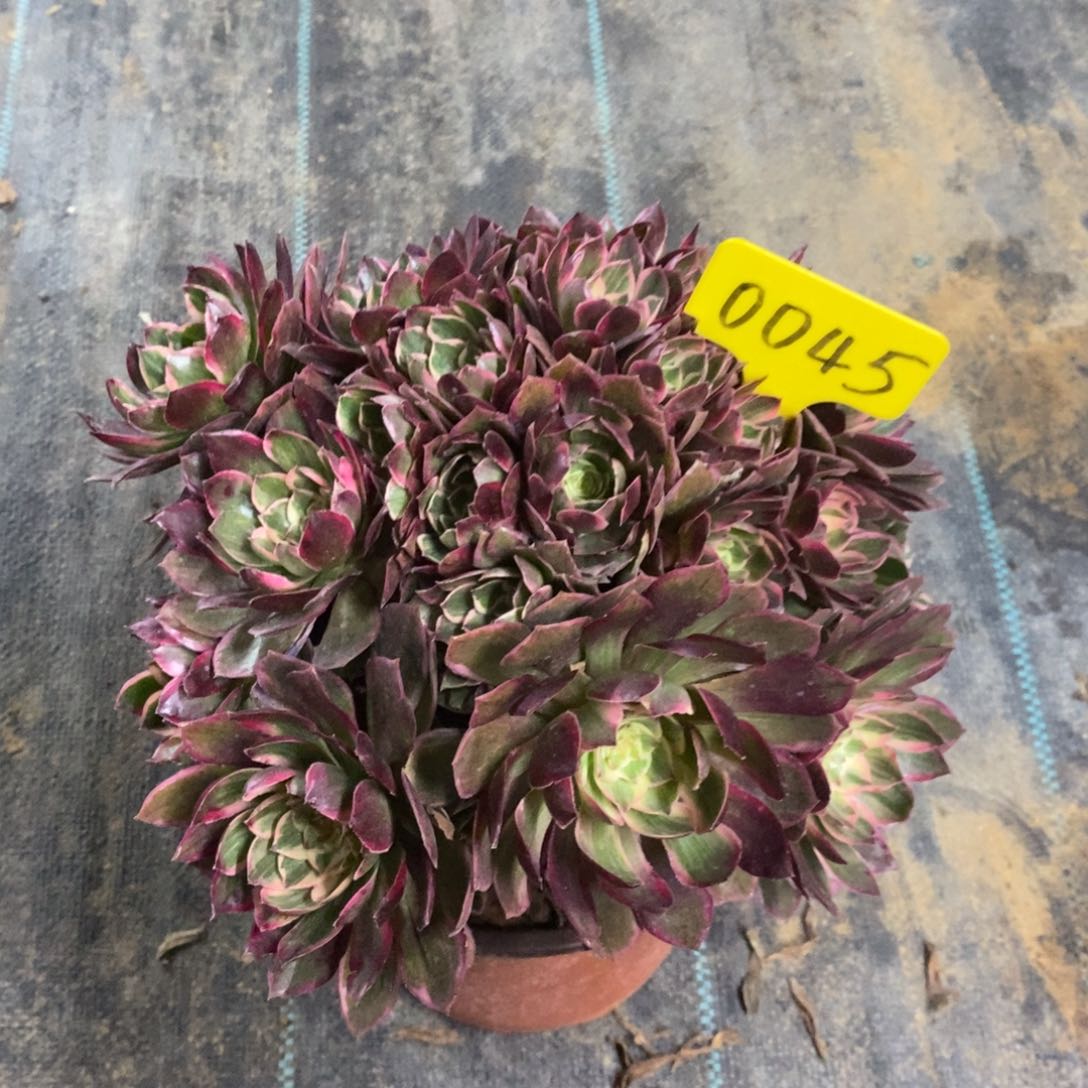 红陶0045莲花座法师