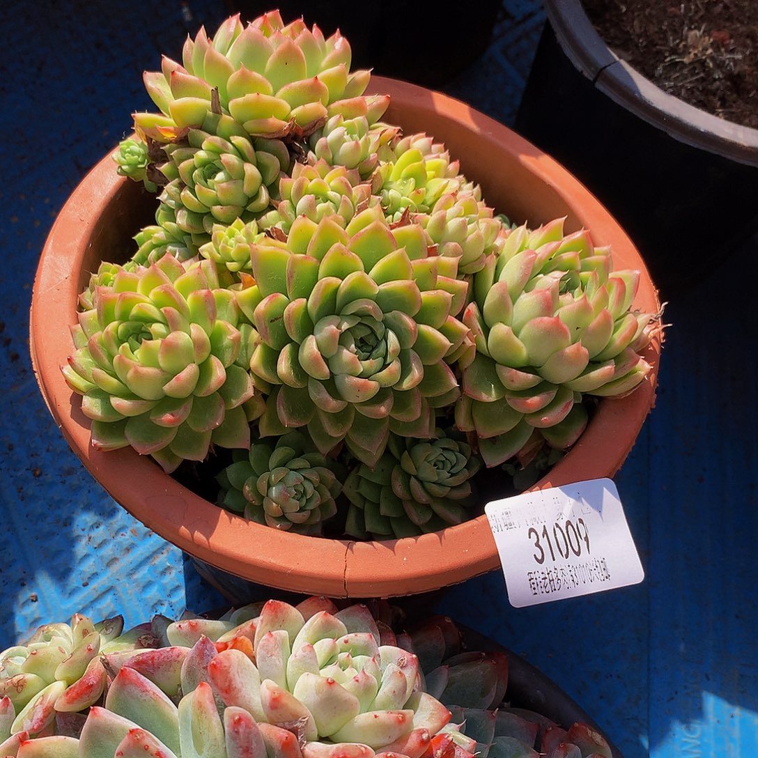 赫***心麦秆31009吨肉多肉