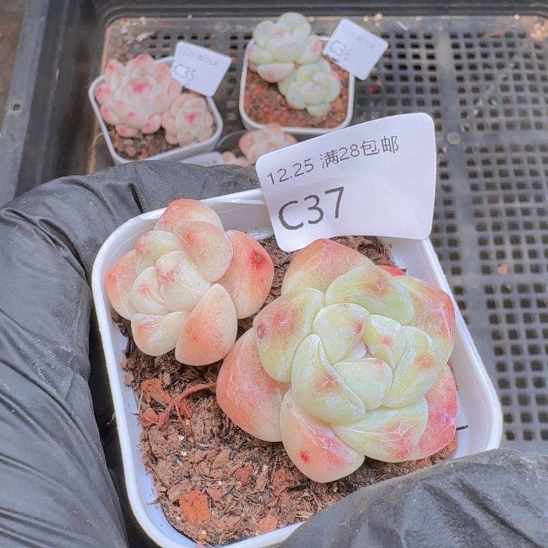 双头冰玉一颗带盆带土