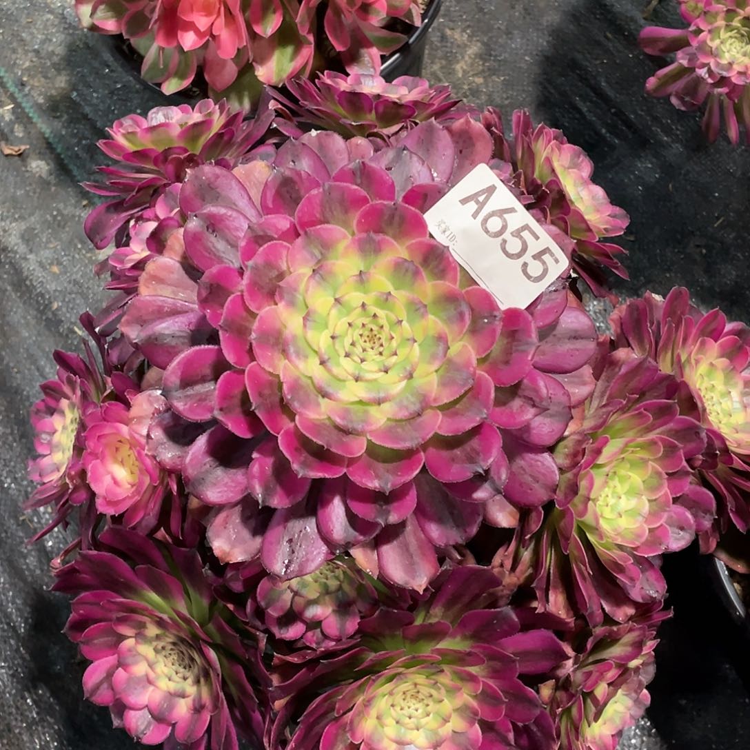 维纳斯多肉。  655