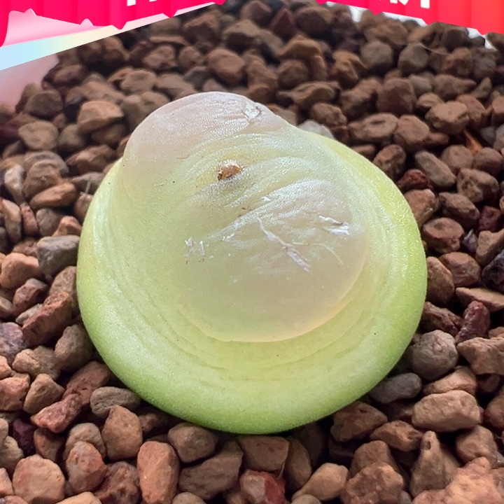 w601。优选黄粉皮拉登子。贴地