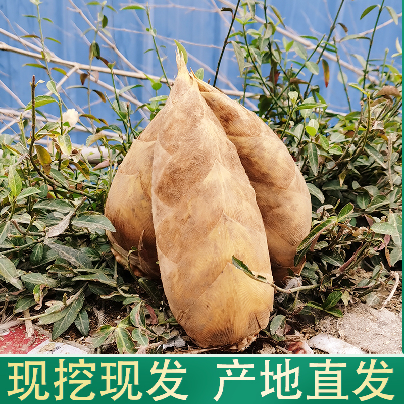 冬笋新鲜现挖湖南竹笋批发高山黄泥笋农家野生笋楠竹笋3斤5斤