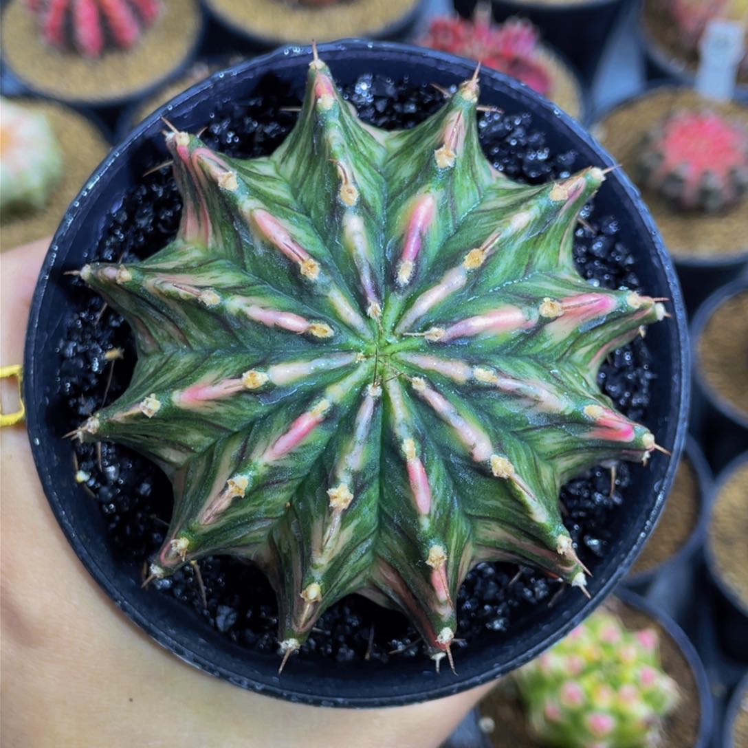 米哈星球000000000105