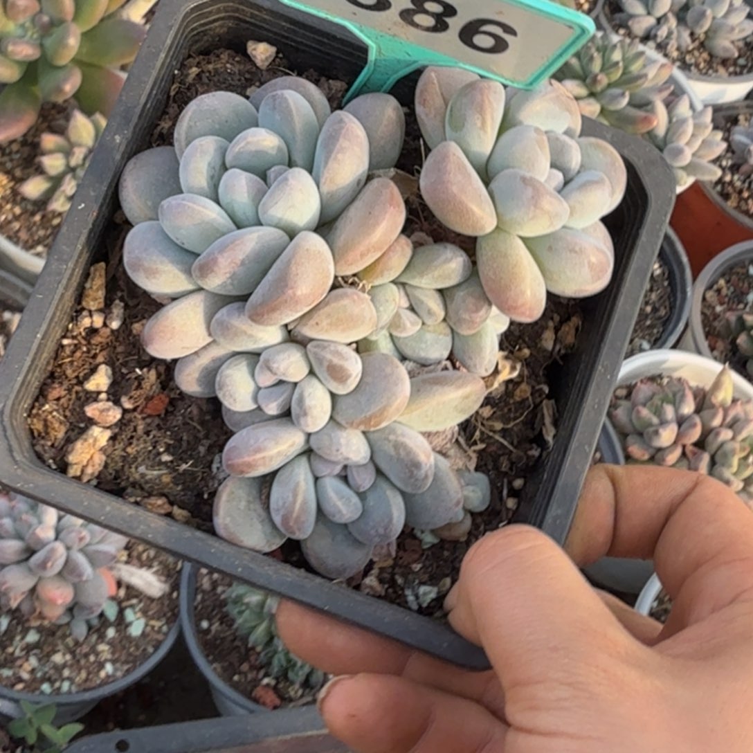 多肉植物香芋群386