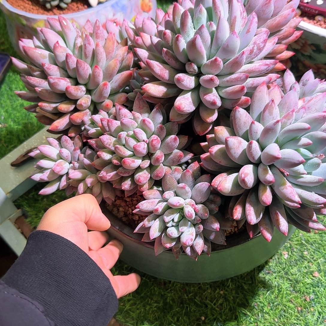 小*，多肉植物一物一拍