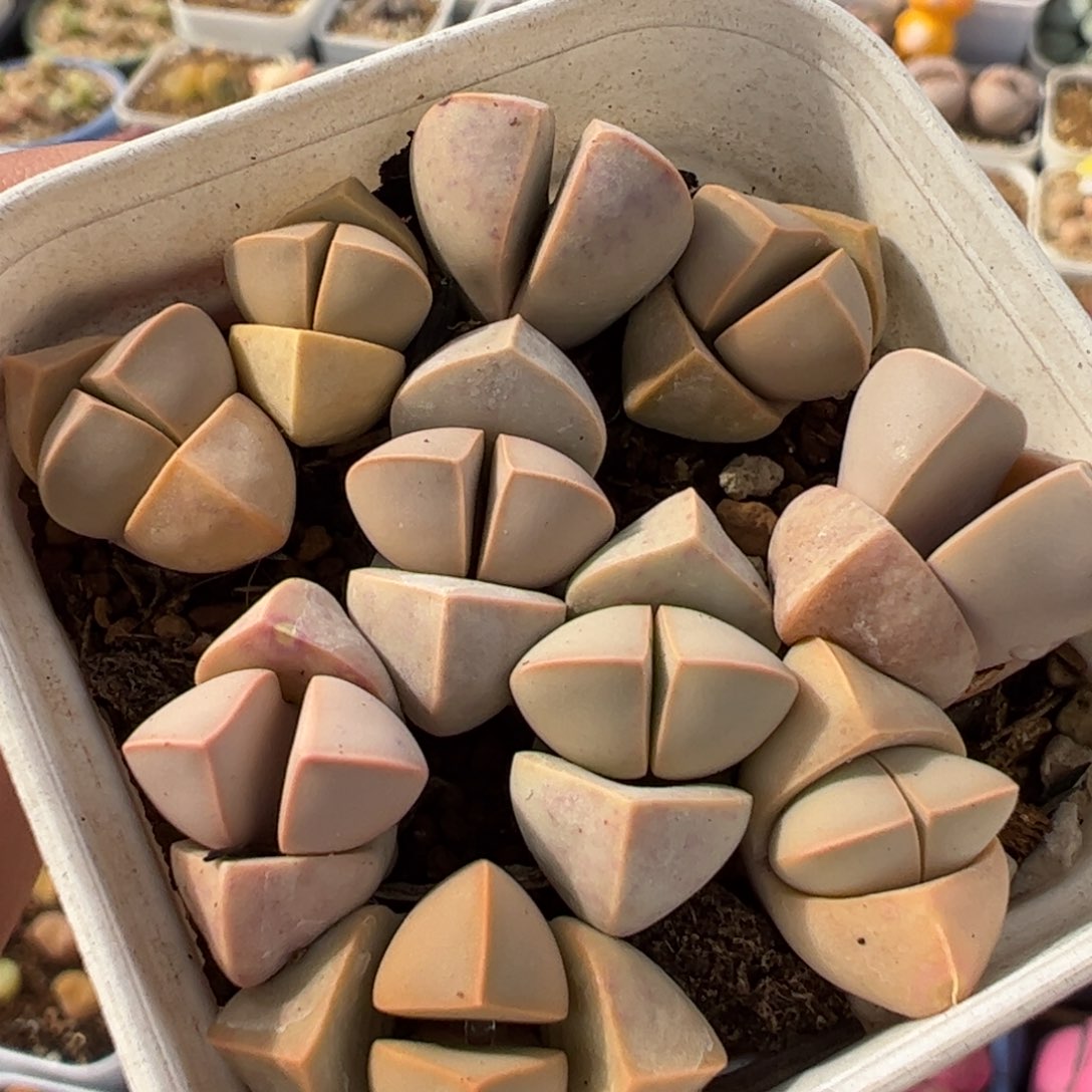 453多肉植物百科