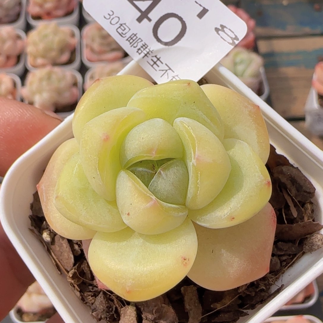 雪瓷单头一颗脱土发货