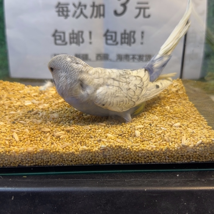 虎皮鹦鹉大头虎皮鹦鹉