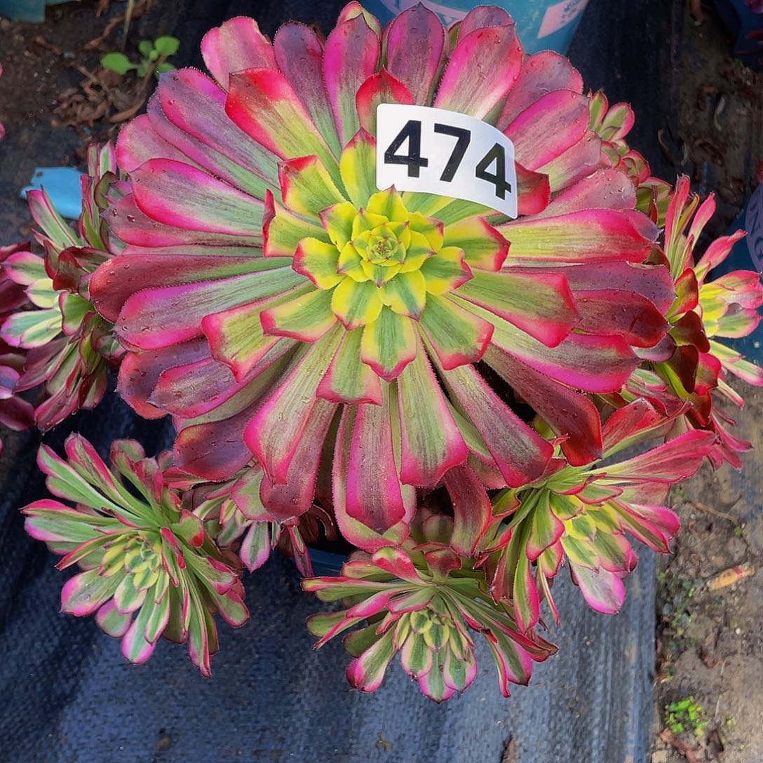 多肉法师474号舞天姬发货不包损