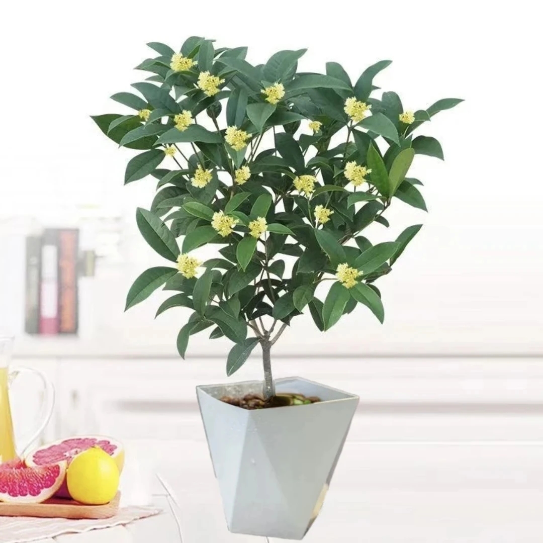 桂花盆栽四季开花浓香型庭院金桂花卉植物室内花绿植