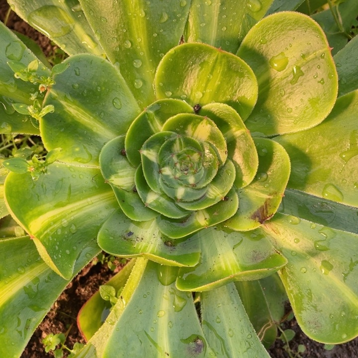 875暴君多肉12345678