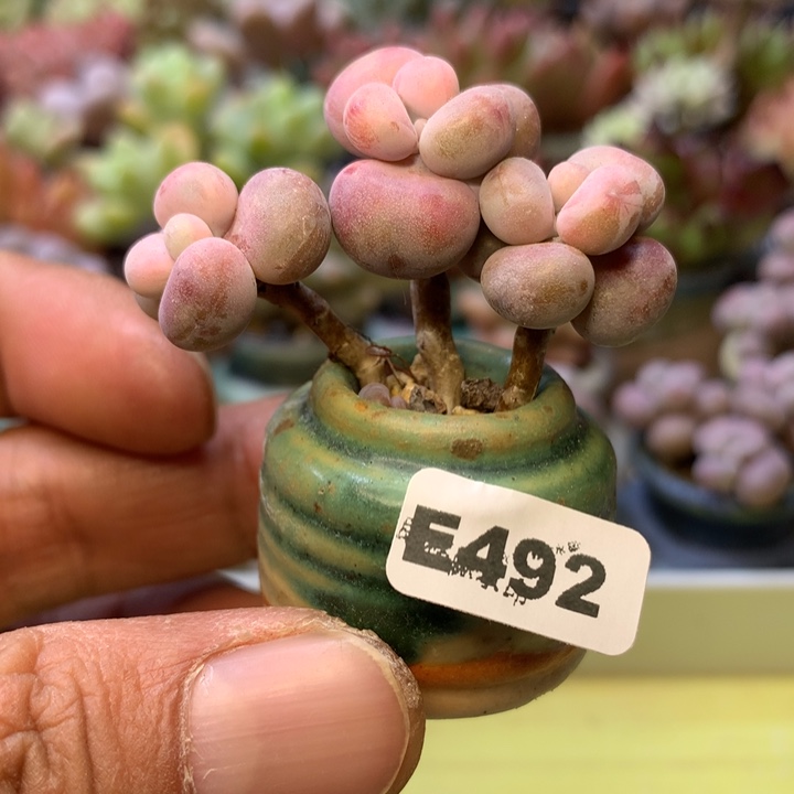 E492一物一拍带盆发