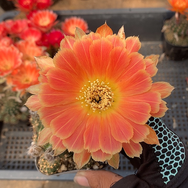 139 实生丽花6.5厘米盆 球体缺水