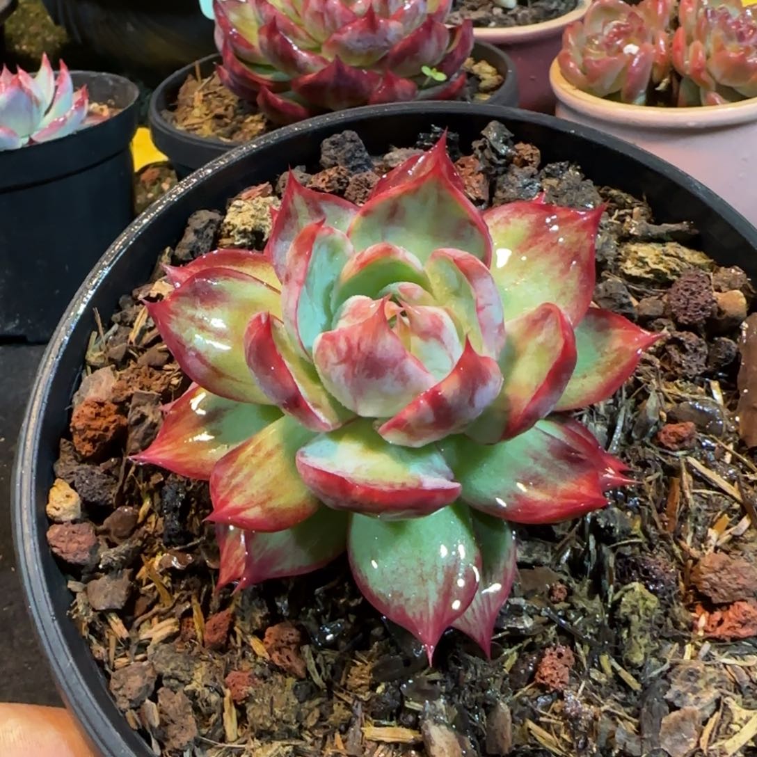 惊鸿一物一拍包装收缩花旱140
