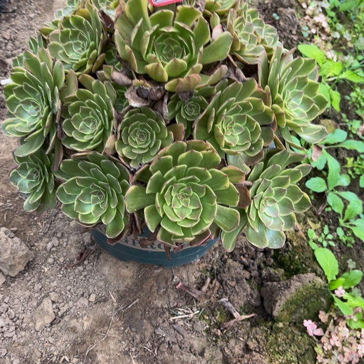 308半夏多肉植物法师