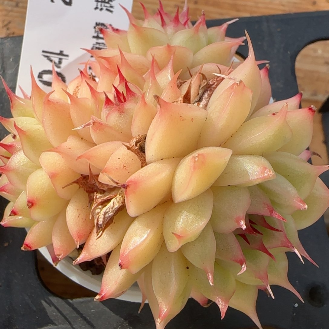 花语逸境0215-04开播福利