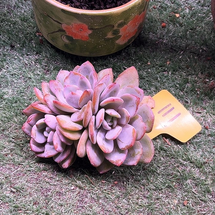 三个头奶茶111号码牌子的