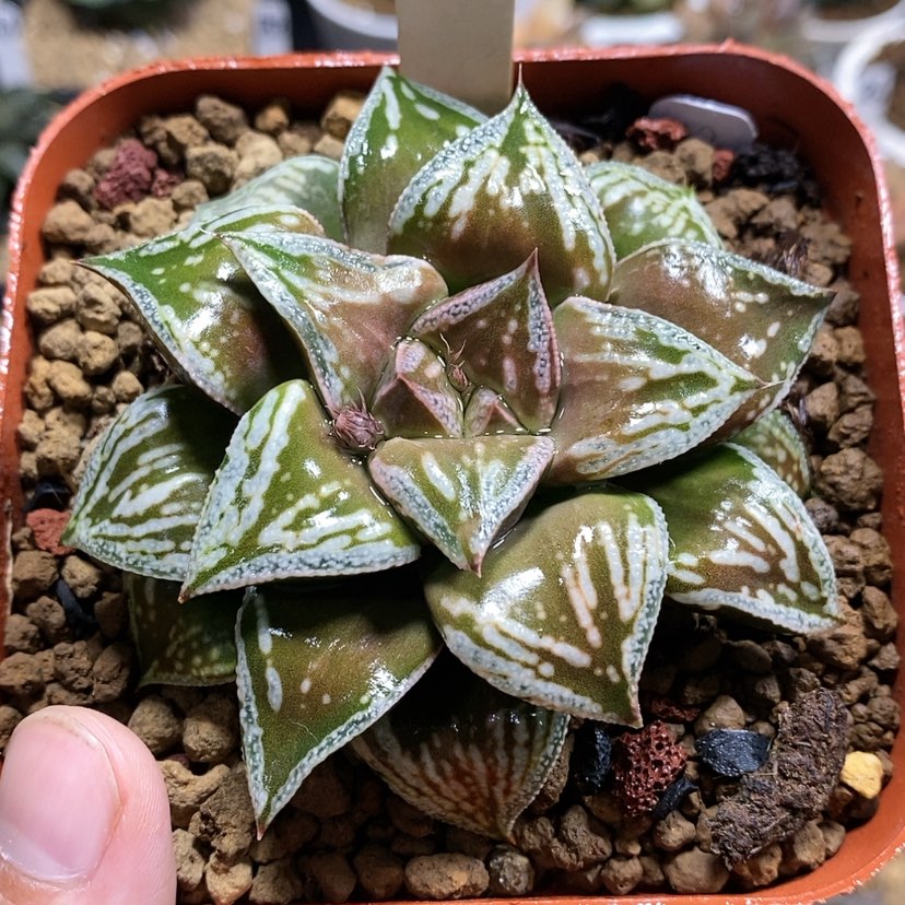 【闪购商品】5铜雀台