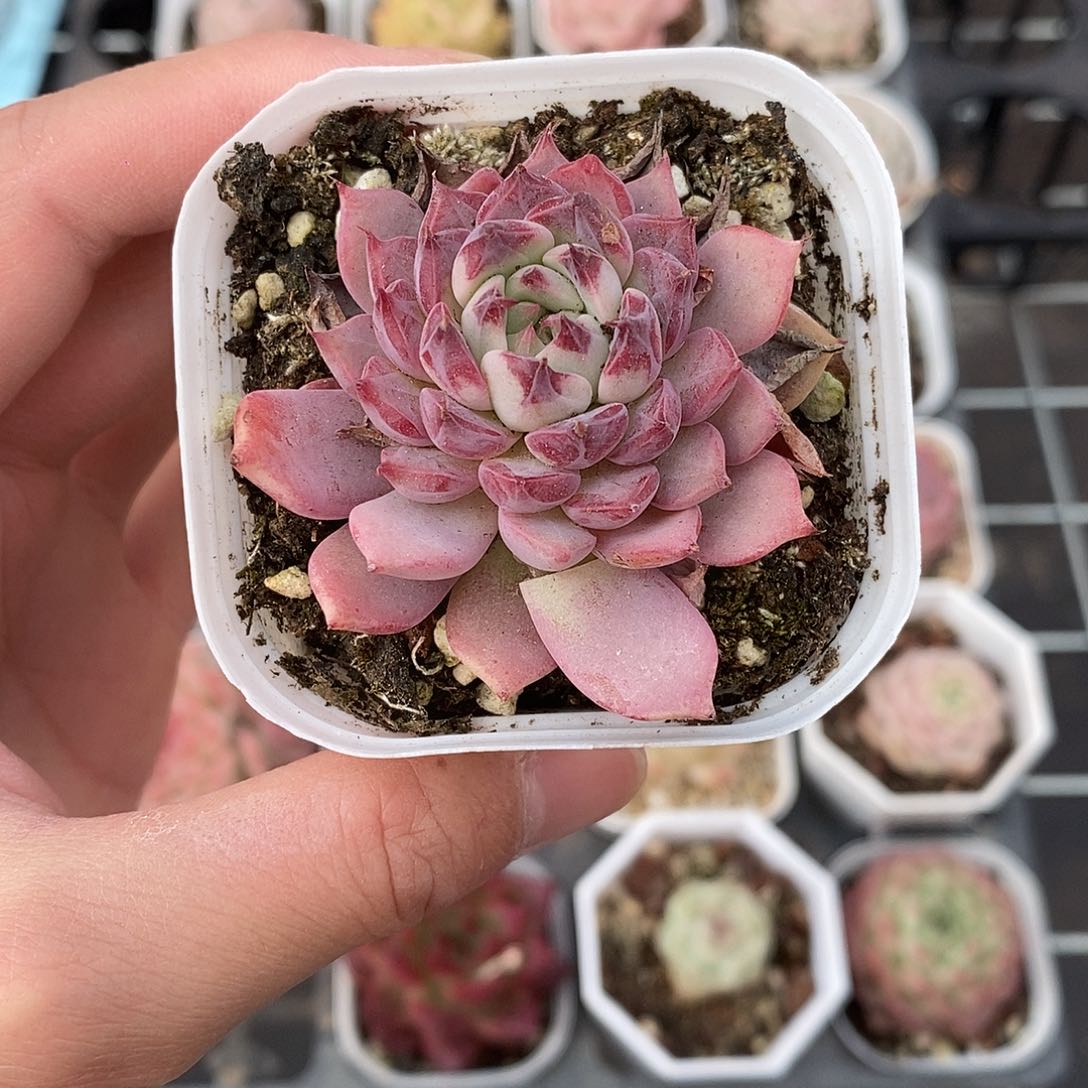 粉色的小可爱啊4