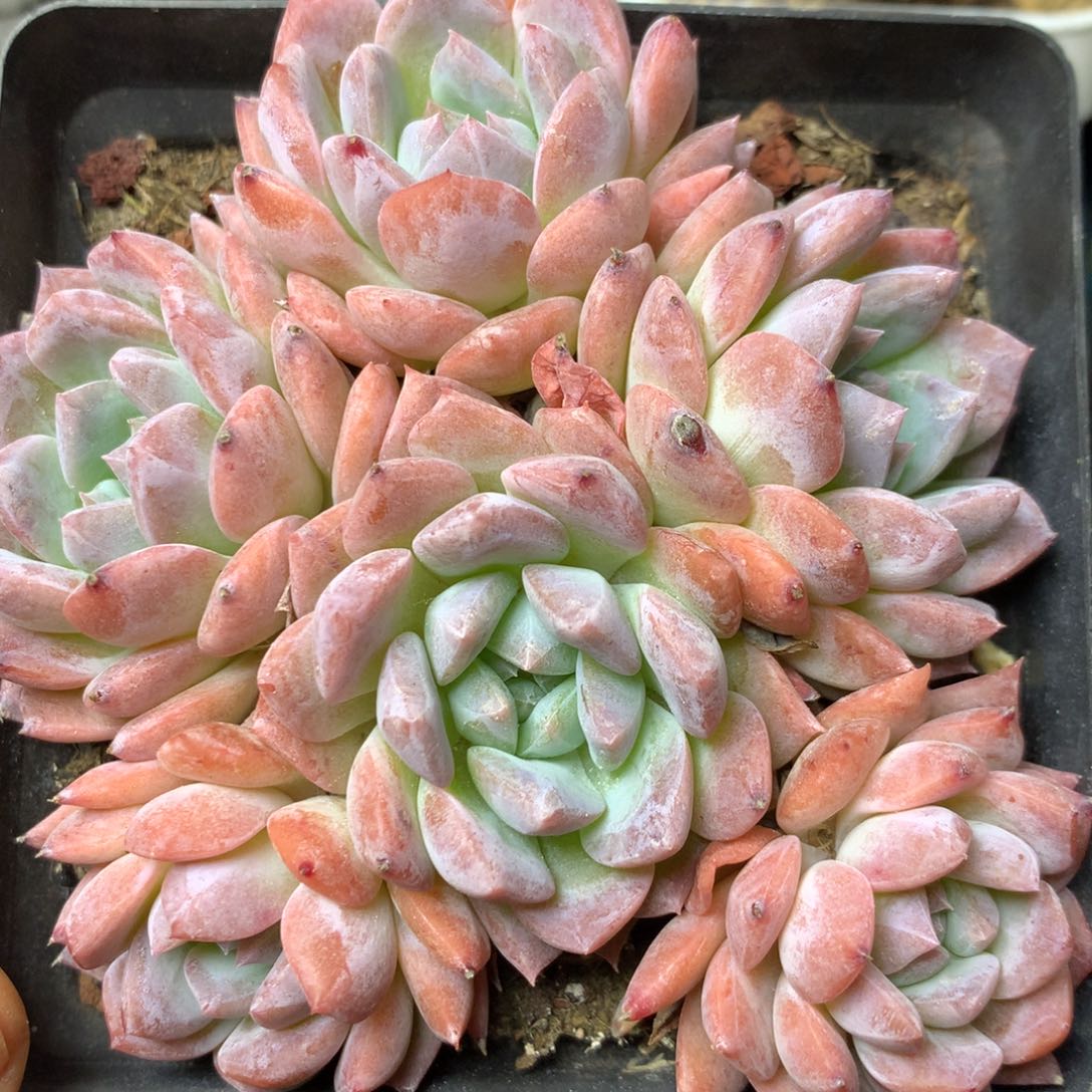 103精品多肉一物一拍