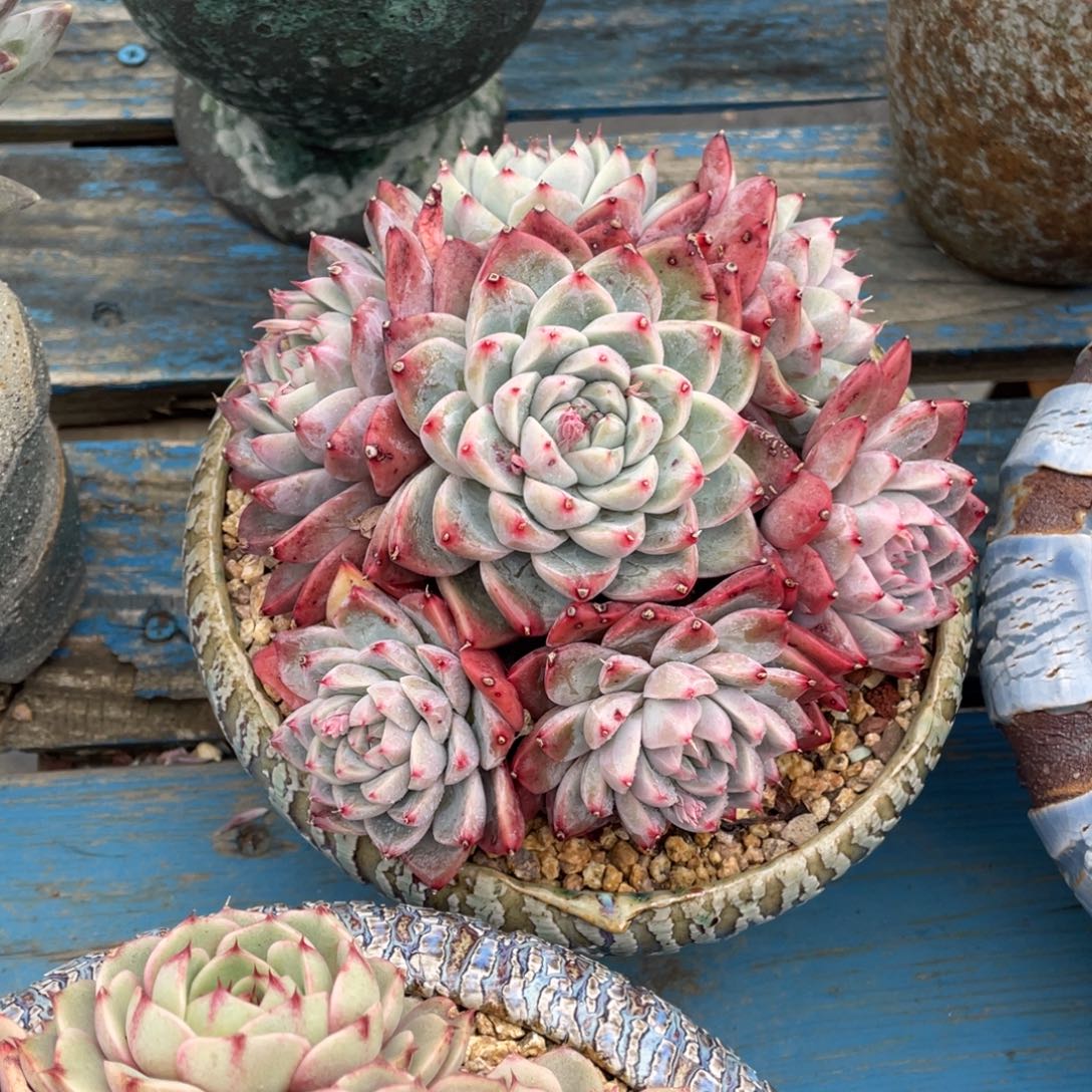 豆总多肉阿尔巴佳人