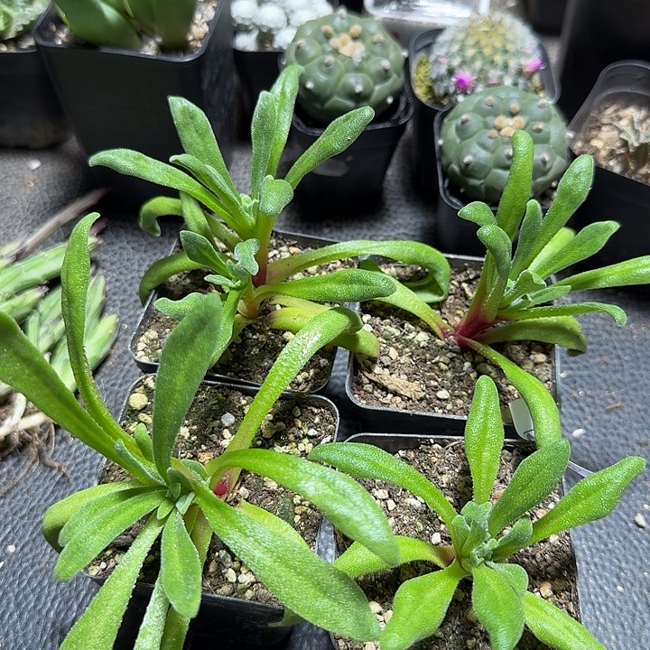 296美丽日中花带盆发货一个随机