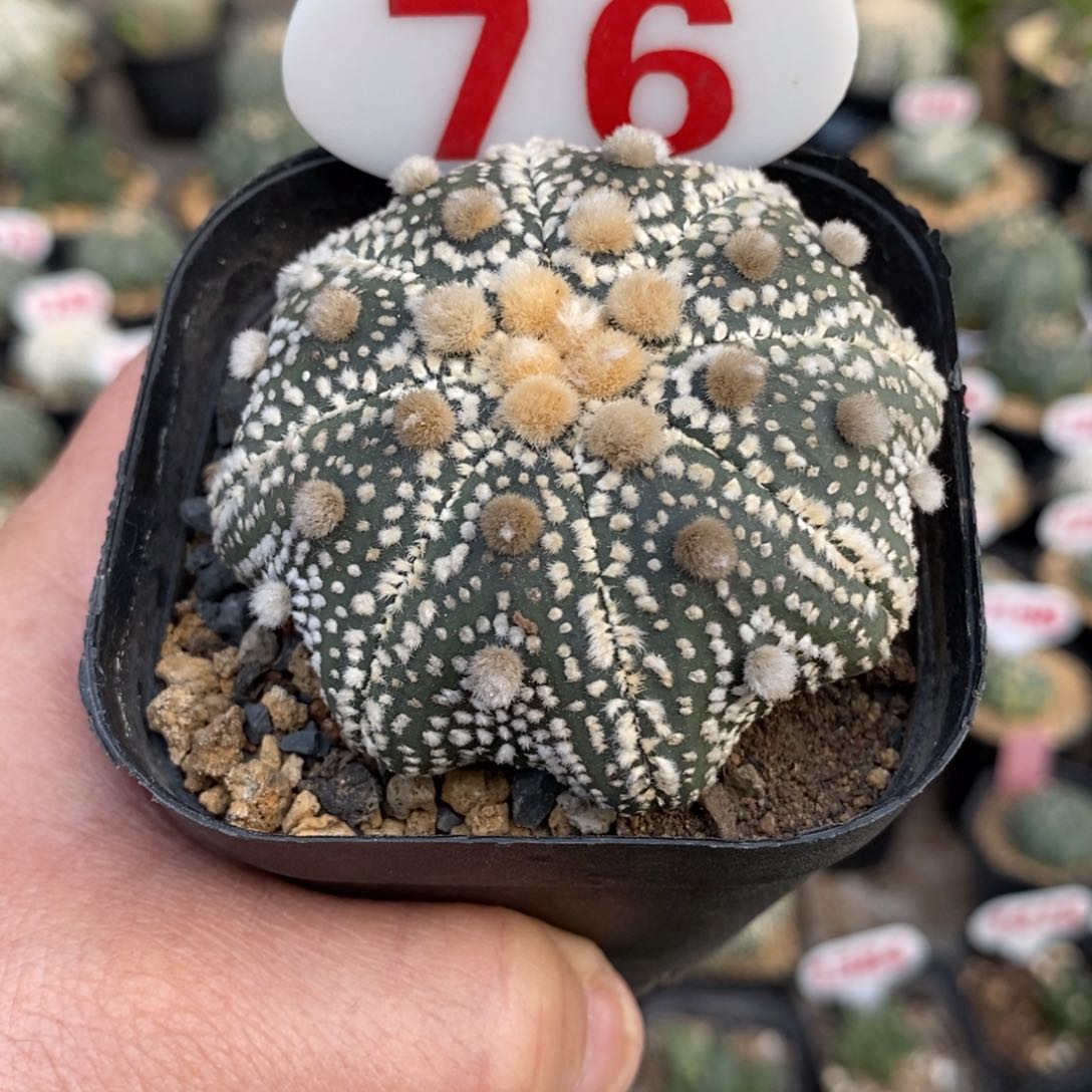 76福利福利系列哦