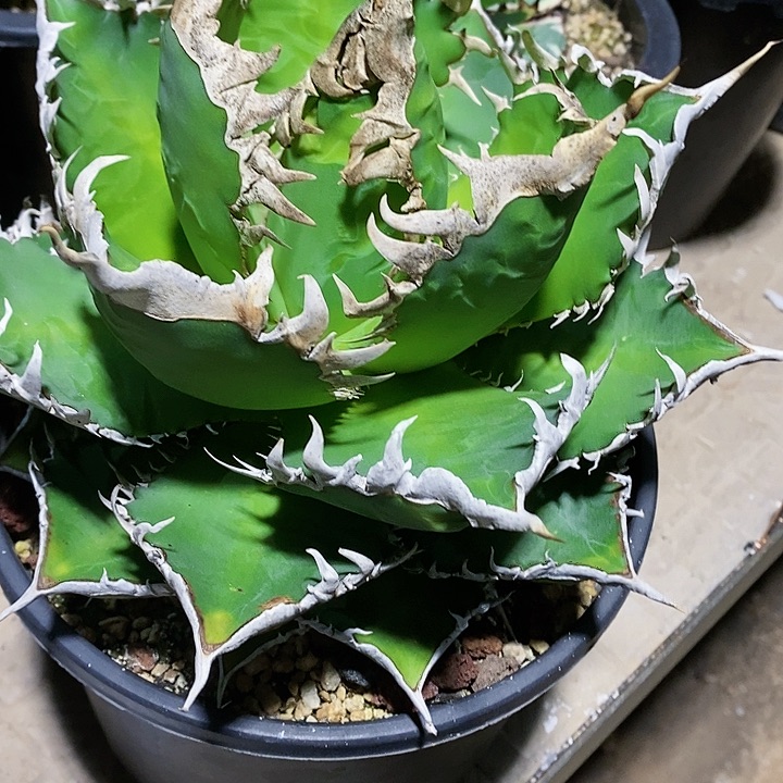 多肉植物龙蛇兰植物