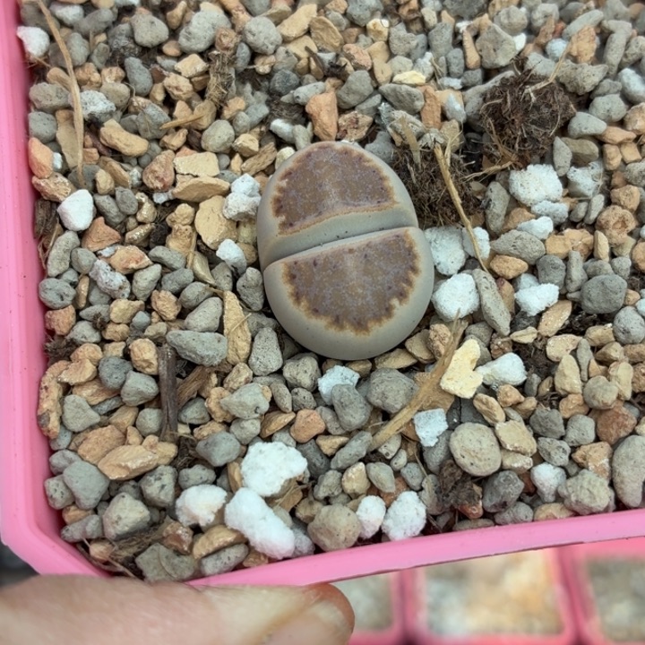 982c218橙饼干尺寸1.9cm