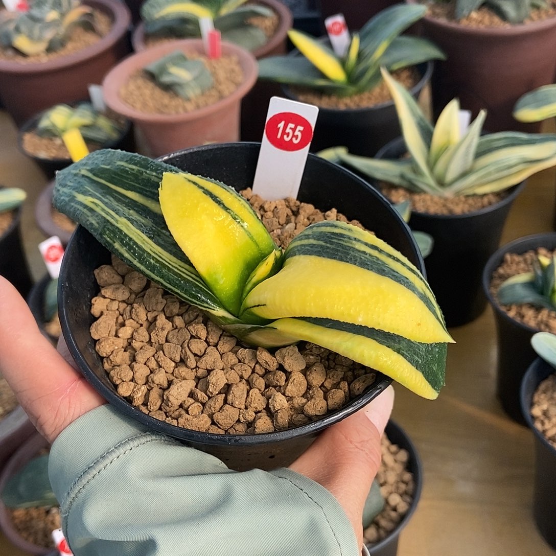 155卧牛实生锦带盆发货