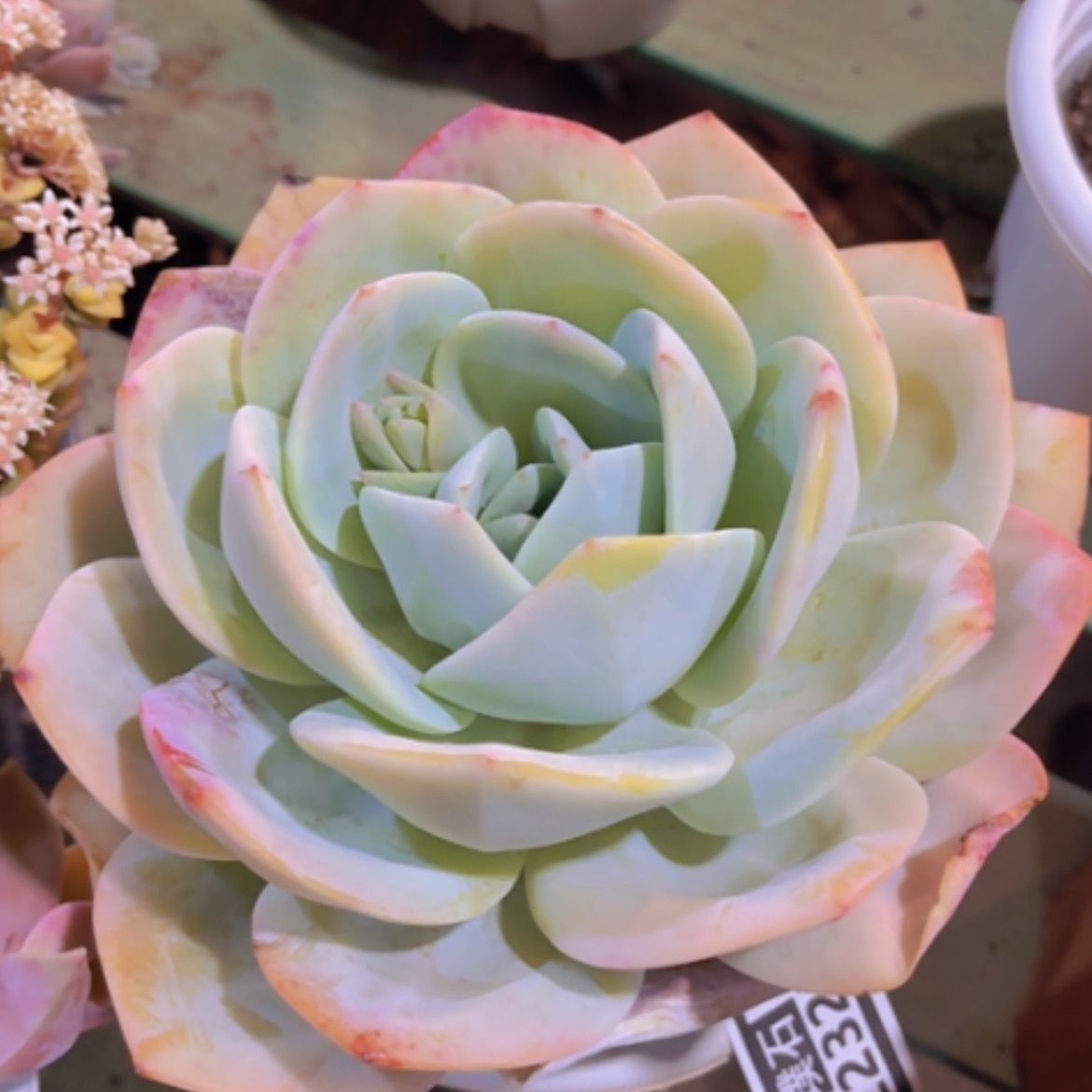 【闪购商品】奶茶22325