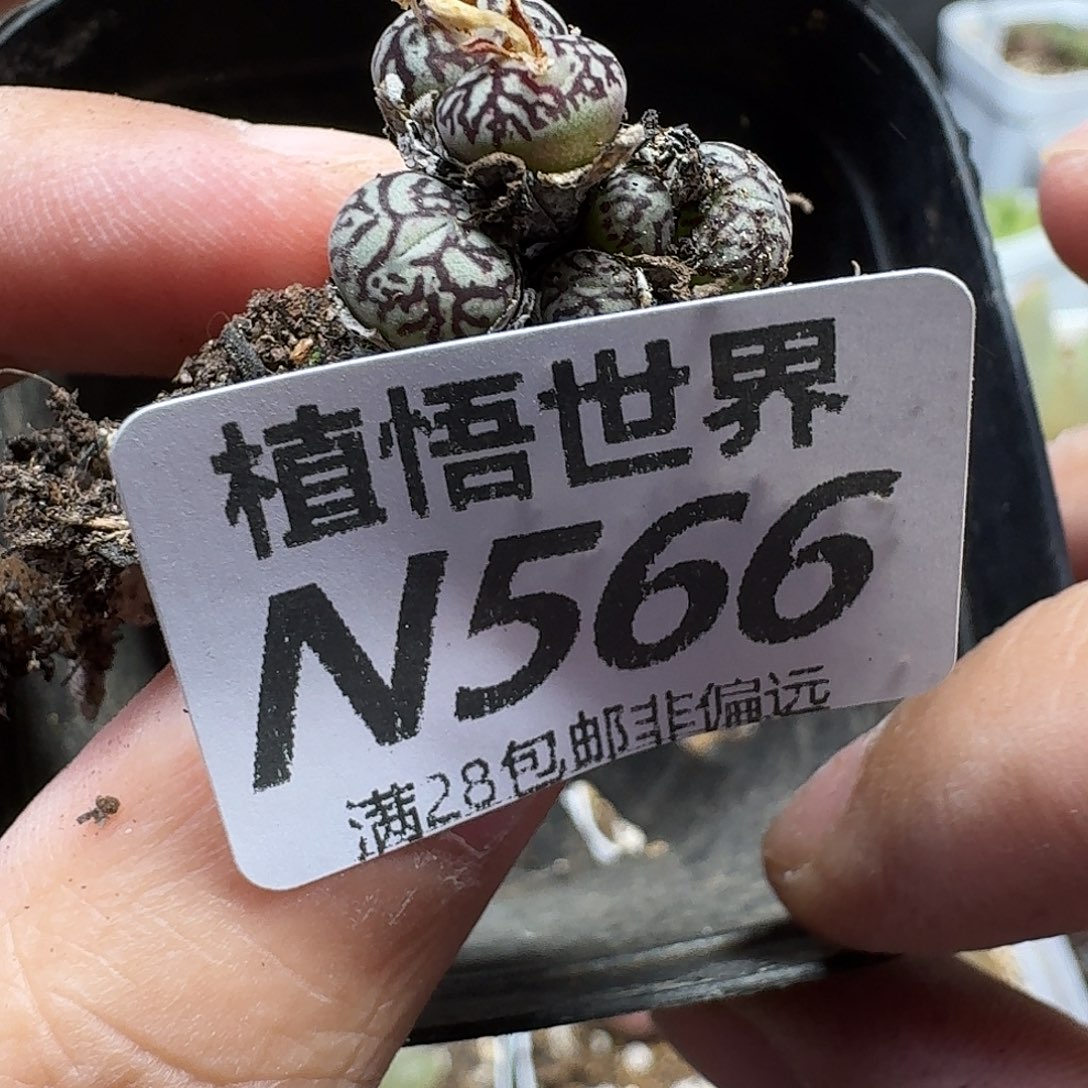 多肉植物的人生fhjj