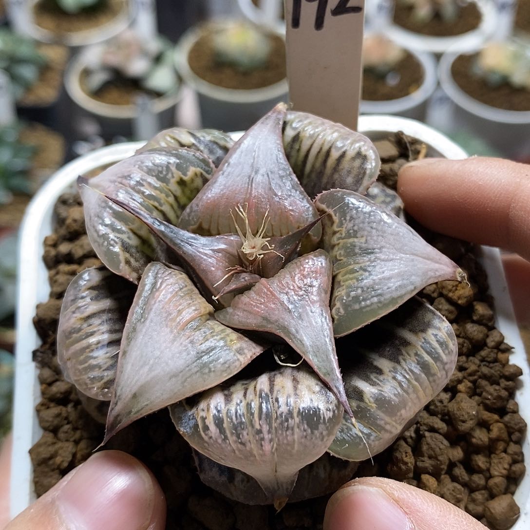 192pinky十二多肉植物