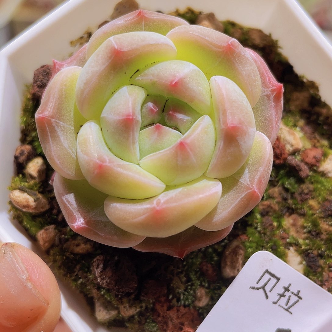 170 精品多肉一物一拍