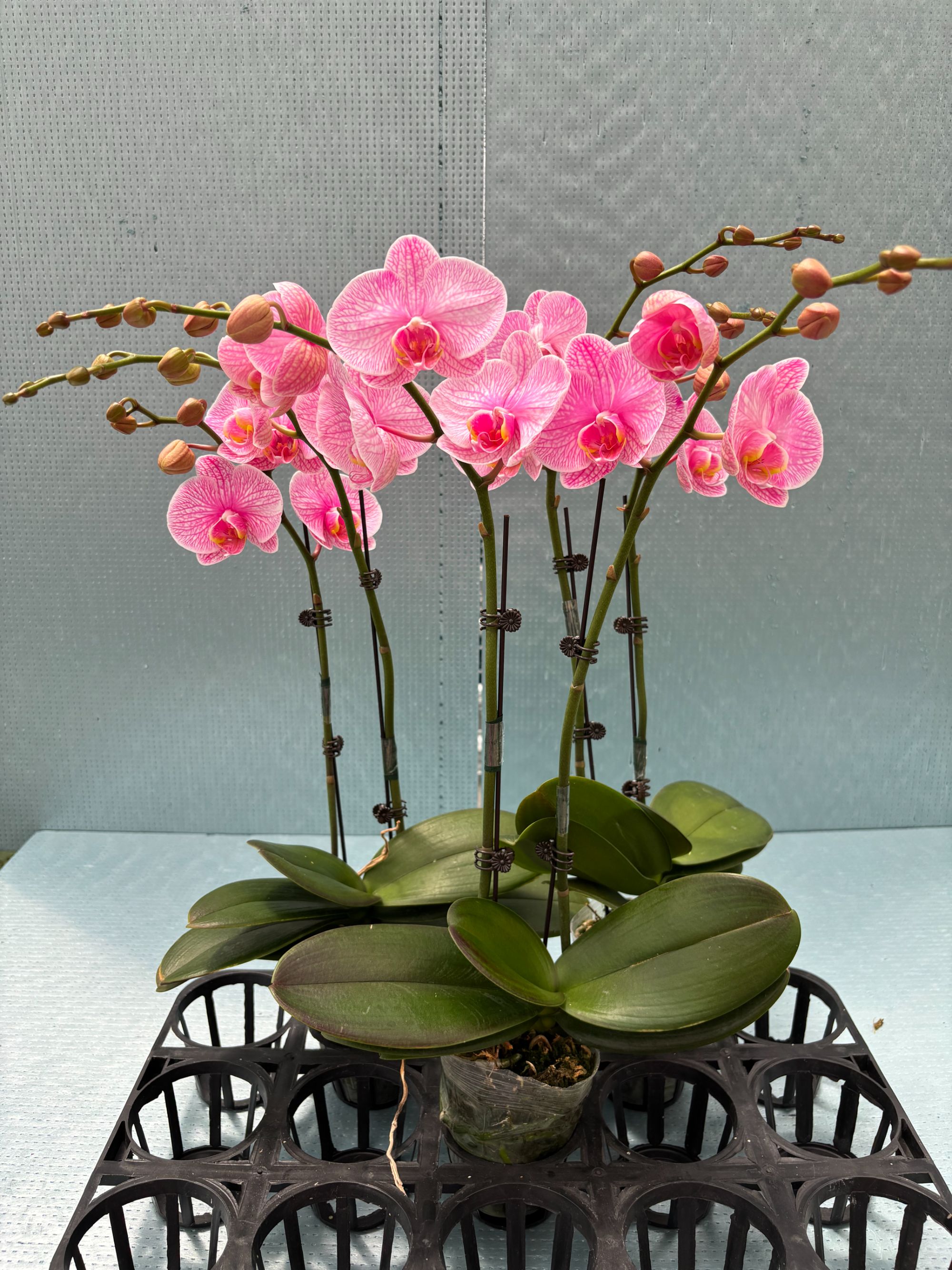 【双剑糖果粉】马卡龙吸色蝴蝶兰带花和花苞发货（基地直发）