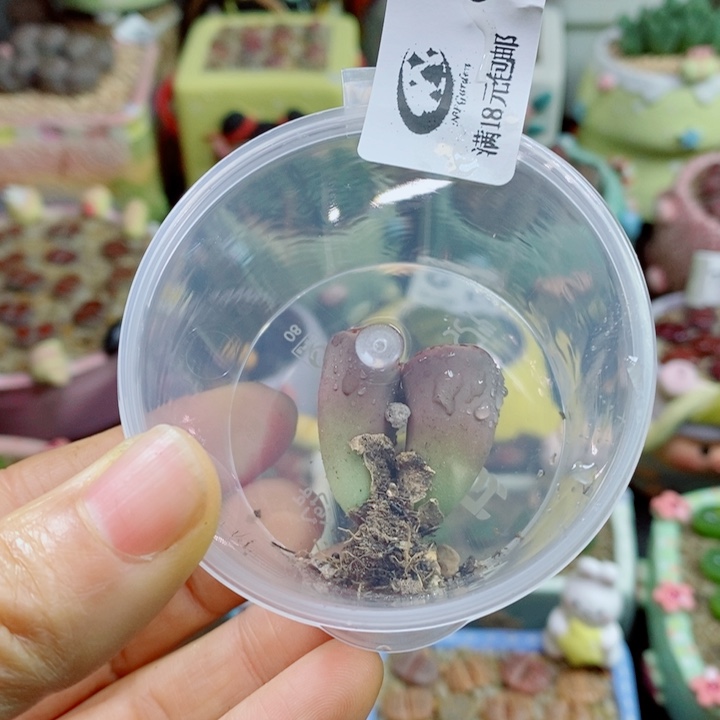 怼***了生石花花花花花花花867