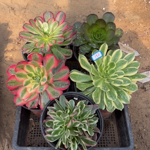 192多肉植物组合