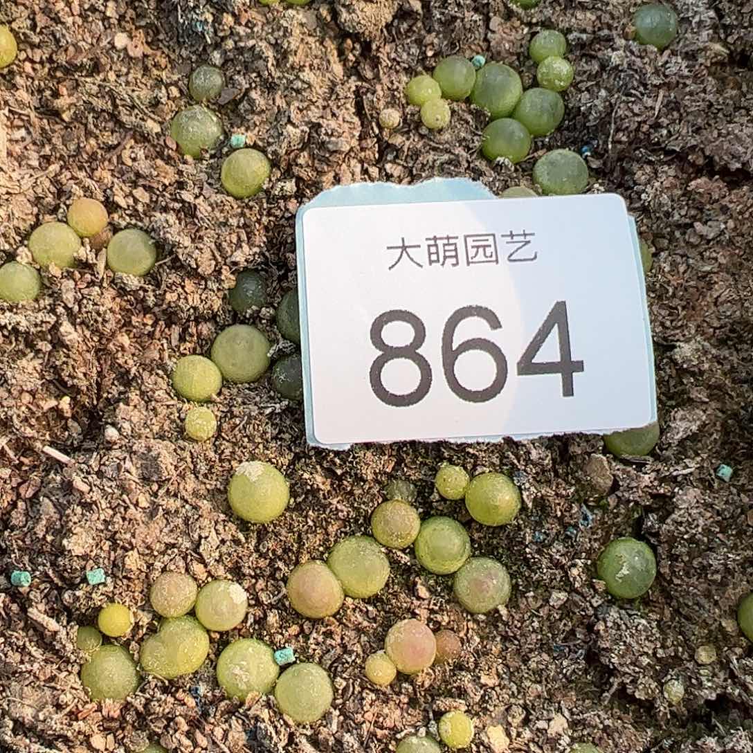 0000864量拍日系红皮拉登1颗尺寸0.7上下