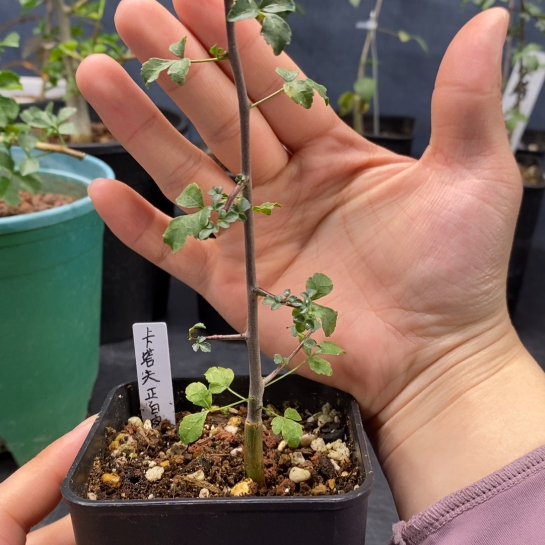 正白皮卡塔夫实生橄榄