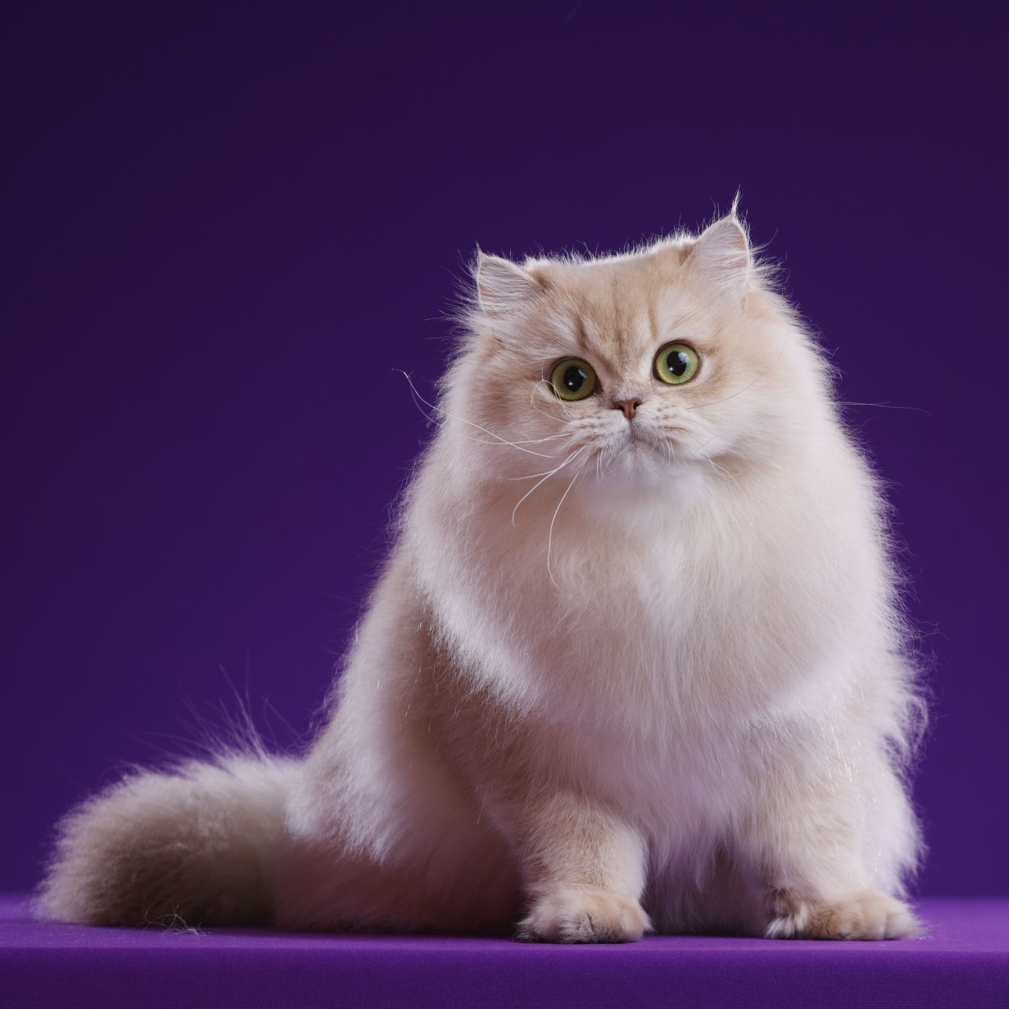 福宝--紫金长毛妹妹猫咪活体【灵犀】