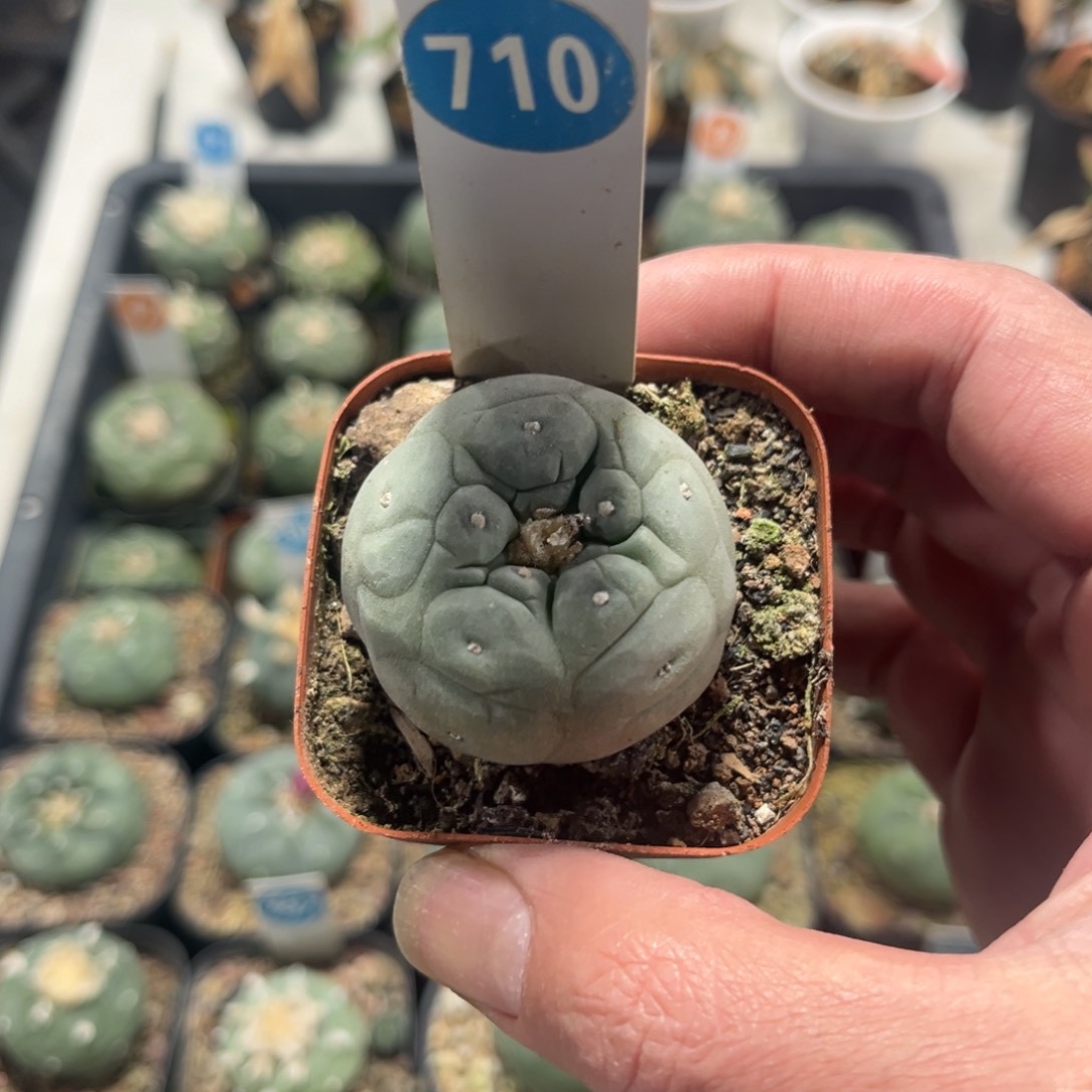 710实生仙人球带盆带土发货