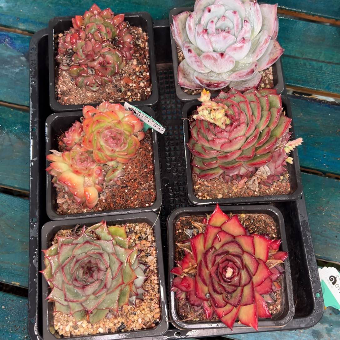 从前慢多肉精选编号0121.337