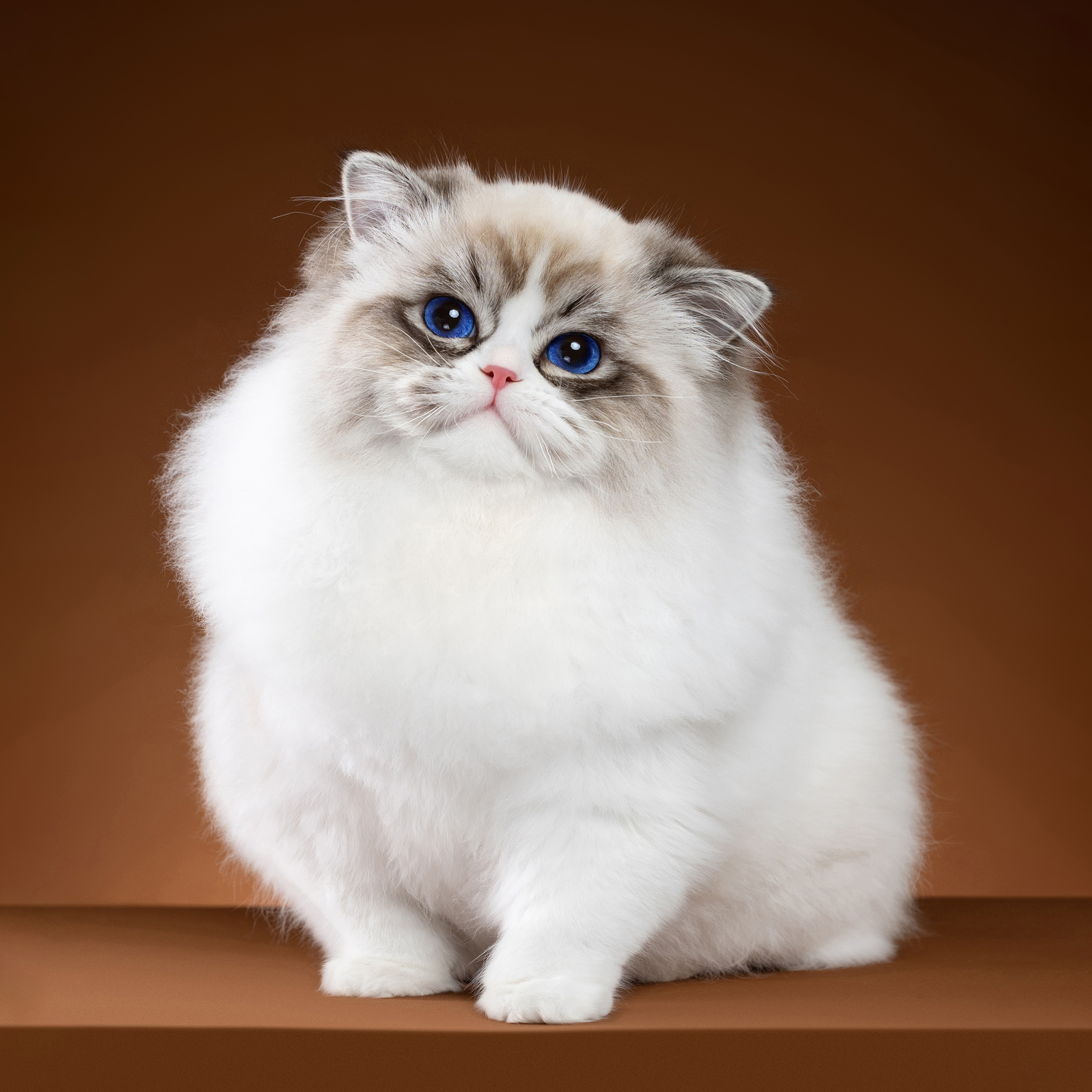 张宝彤布偶猫舍-张不服弟弟 | 新脸版创始猫舍