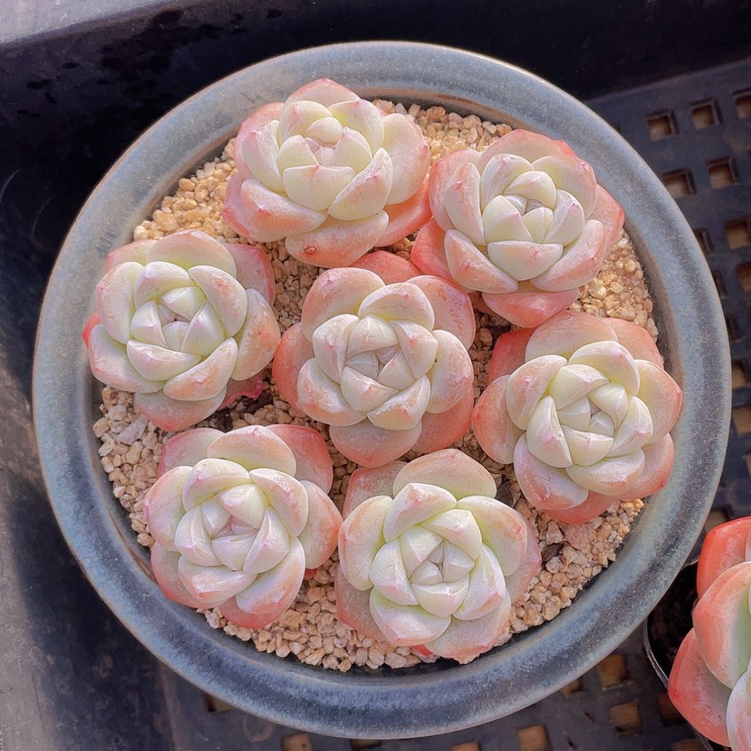 量拍100号 樱花钻石冰玉单头7个