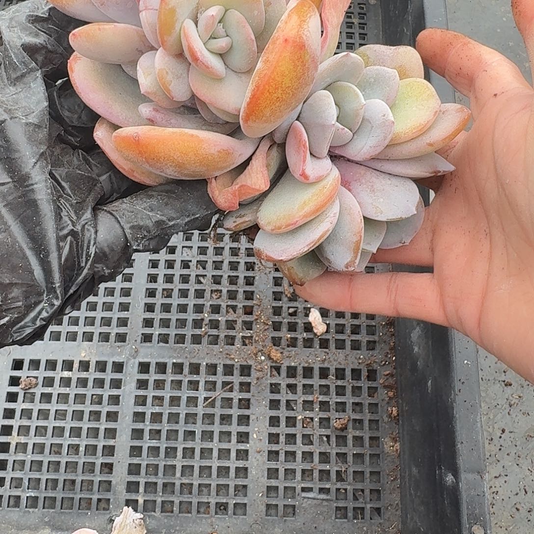 好***PA040 多肉 售后范围：签收起7天内