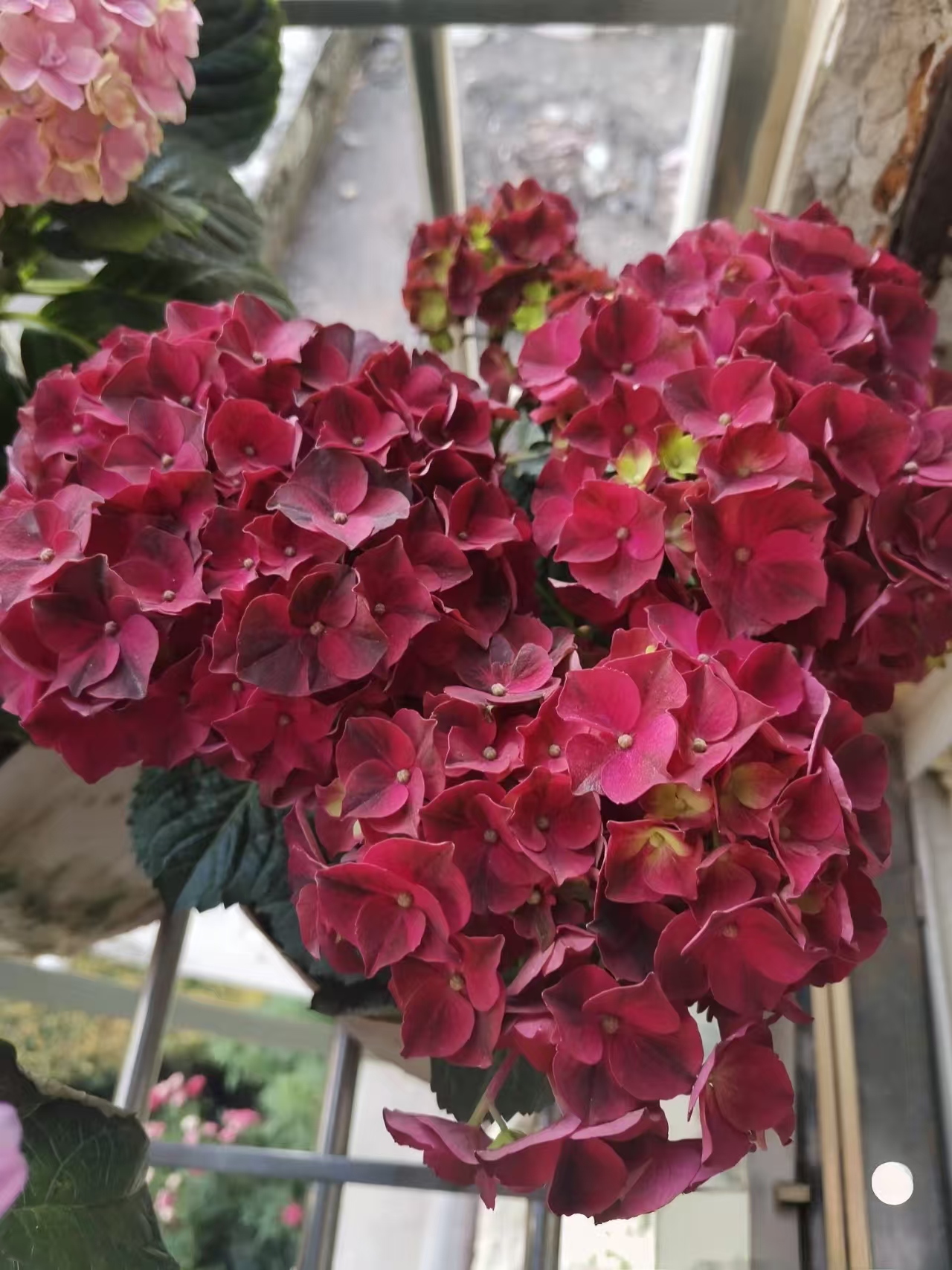 【红宝石】绣球带花带花苞新手易养护（运输过程中打焉属于正常）