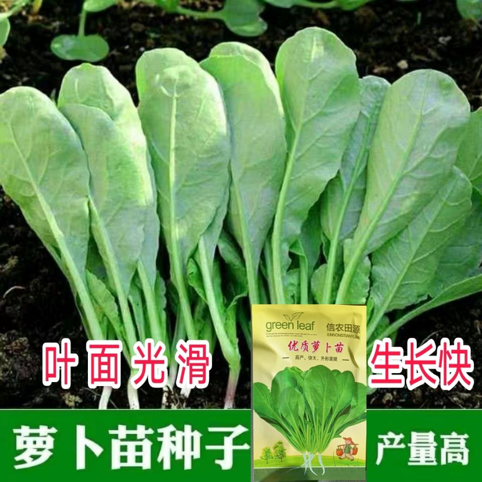 萝卜苗种子萝卜缨子芽苗菜四季播阳台水培盆栽大田蔬菜种子