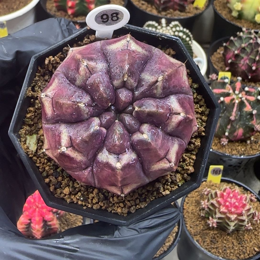 98号侧芽梦想福利价