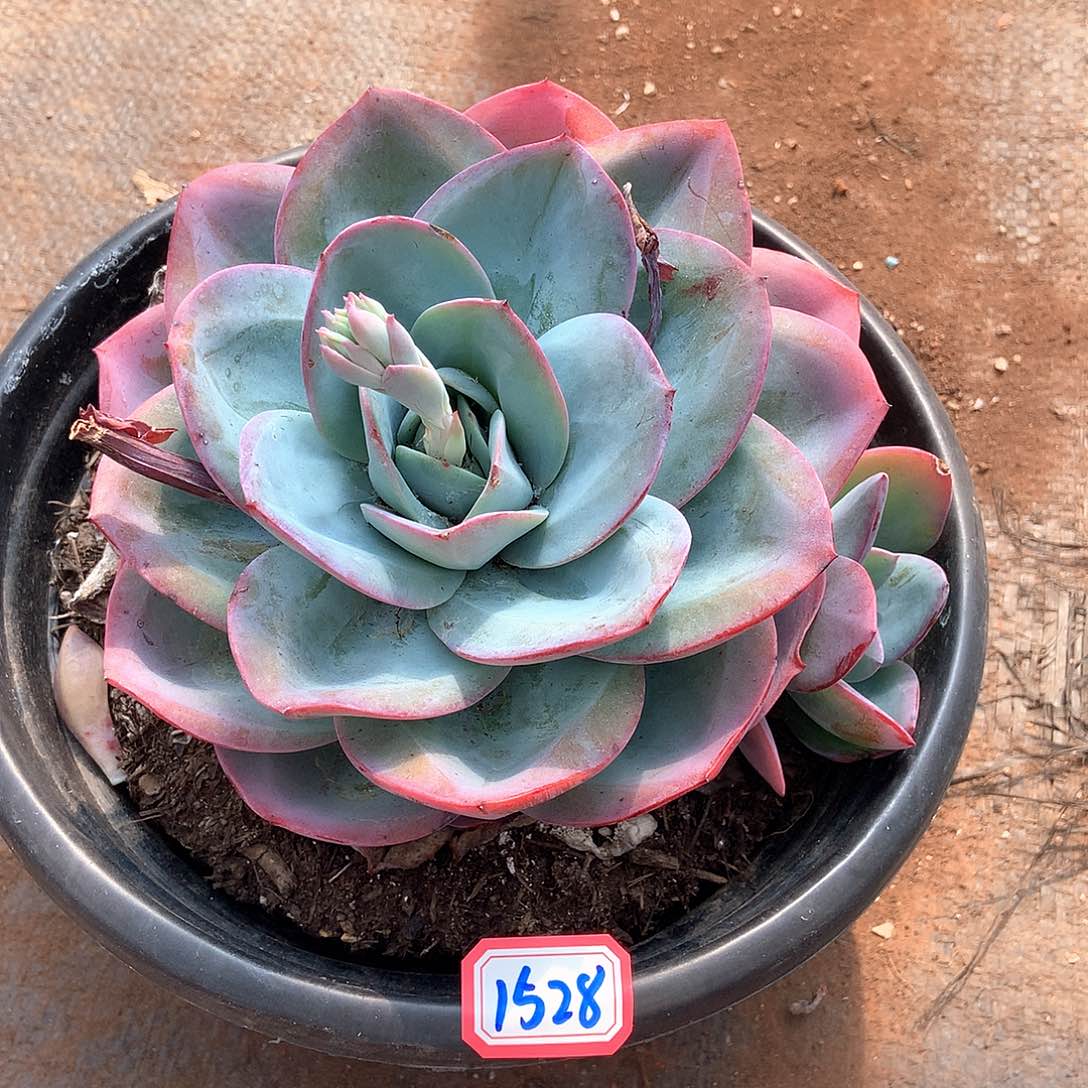 布鲁蓝1528晓晓一物一拍